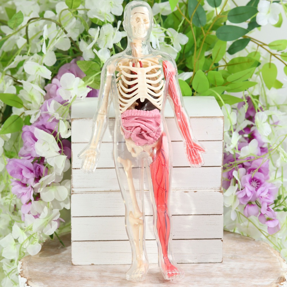 SmartLab Toys Squishy Human Body 29 Piece STEAM Educational Anatomy Model Kit